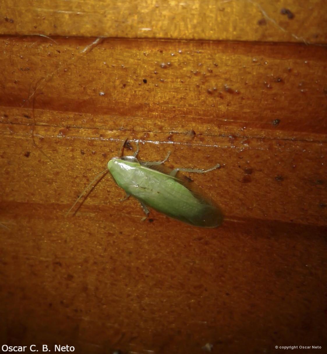 Barata Verde: Características, Nome Cientifico, Fotos e Habitat