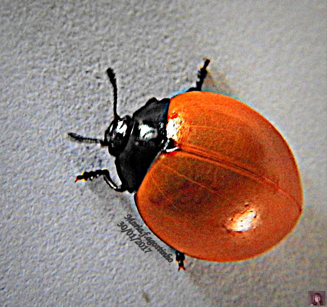 Besouro-do-Fungo: Características, Nome Científico e Fotos