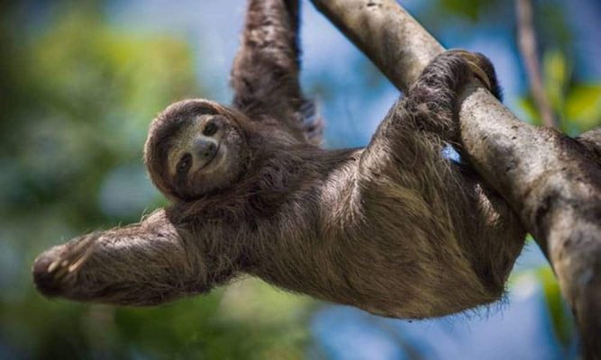 Bicho-Preguiça Não Bebe Água? Como Ele Faz Para Sobreviver?