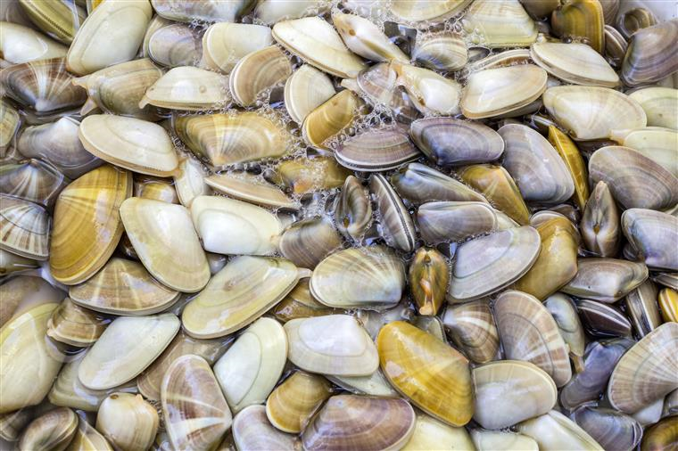 Bivalves: Reino, Filo, Classe, Ordem, Família e Gênero