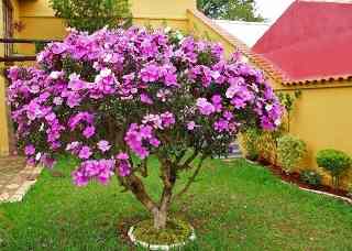Bonsai Manacá de Cheiro: Como Fazer? Como Cuidar?