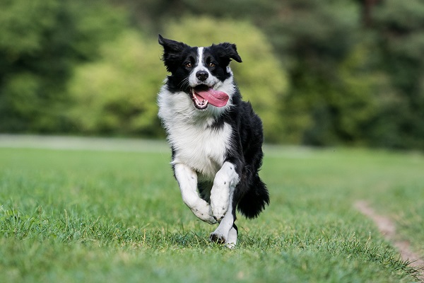 Ficha Técnica Do Border Collie: Peso, Altura E Tamanho