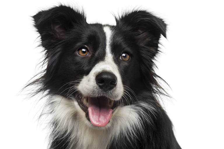 Qual o Peso Ideal de um Border Collie Adulto e Filhote?