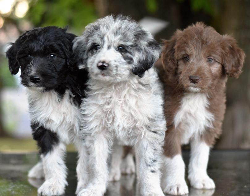 Quantas Vezes Por Dia um Border Collie de Poodle Deve Comer