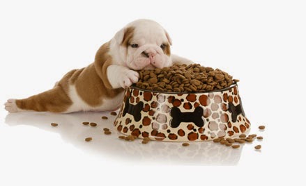 Qual a Ração Mais Indicada Para Bulldog?