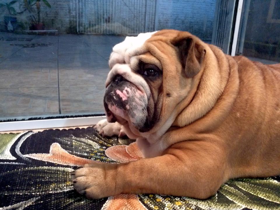 Quais são os tipos de Bulldog?