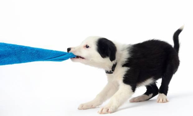 Como Fazer o Cachorro Parar de Arrancar a Roupa do Varal?
