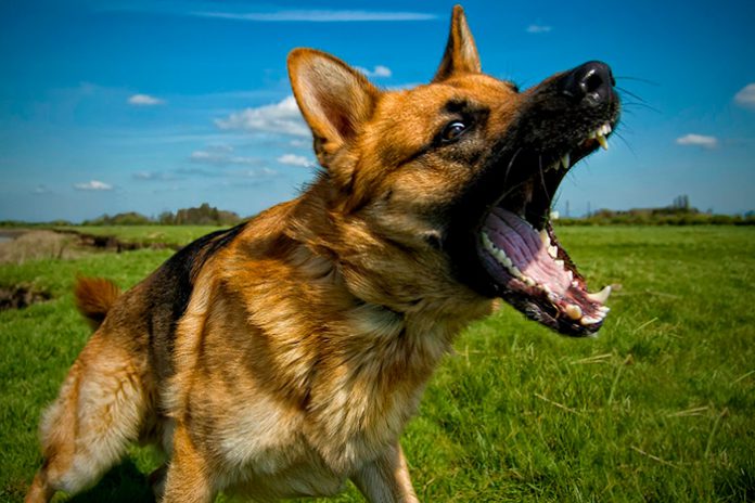 Por Que os Cachorros Latem Para as Pessoas?