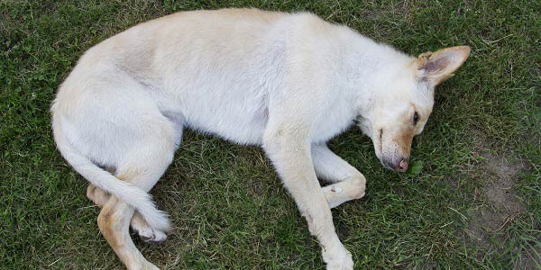 Cachorro Morre De Olho Aberto? Como Saber Se Ele Morreu?