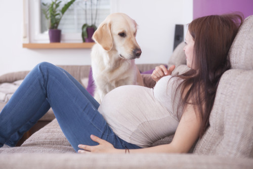 Cachorros Sabem Quando Estamos Gravidas?