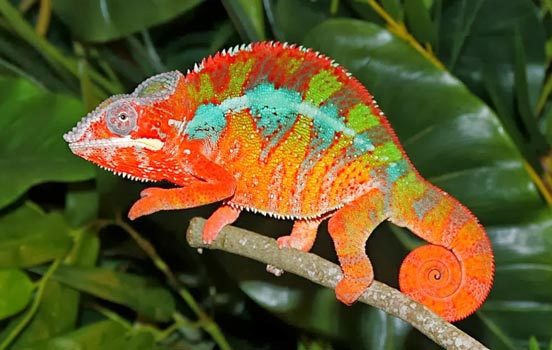 Camaleão-Pantera: Características, Nome Cientifico e Fotos