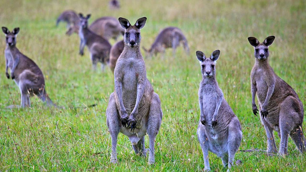 Canguru Macropus Parma: Características, Hábitos e Fotos