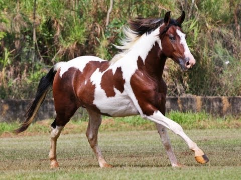 Raça de Cavalo Campolina: Características, História e Fotos