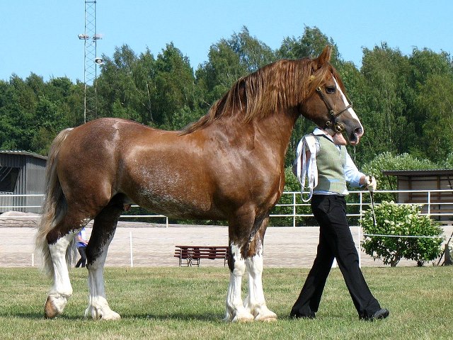 Raça de Cavalo Welsh Cobs: Características, Fotos e História