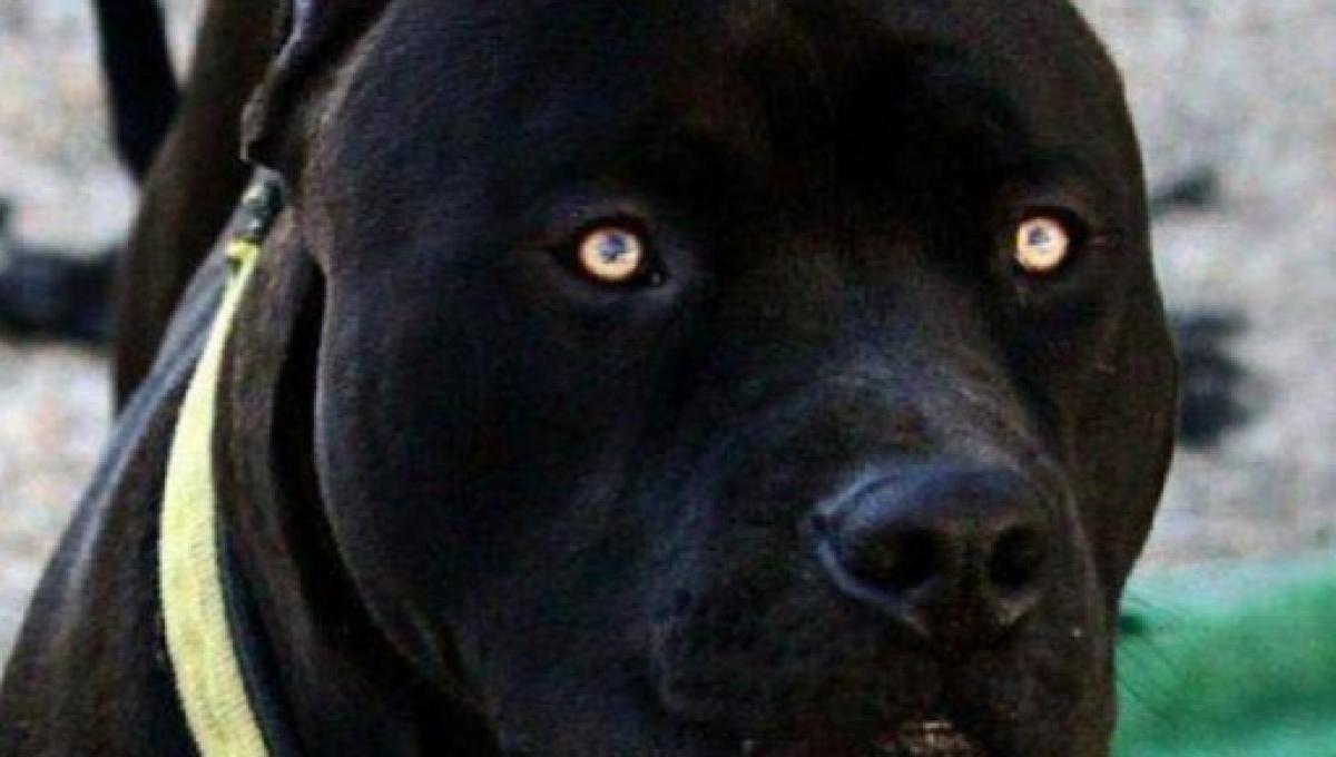 Cachorros Mais Perigosos do Mundo: As 10 Raças (2026)