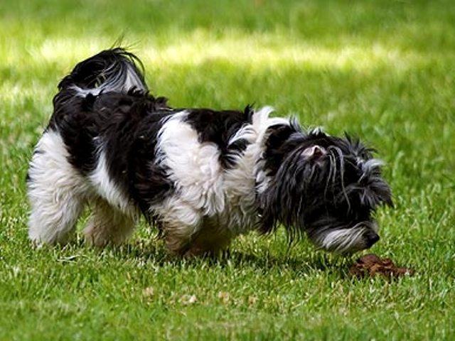 O Que Fazer Quando o Cão Come as Próprias Fezes?