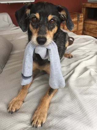 Por Que Cachorro Pega Roupa do Dono?