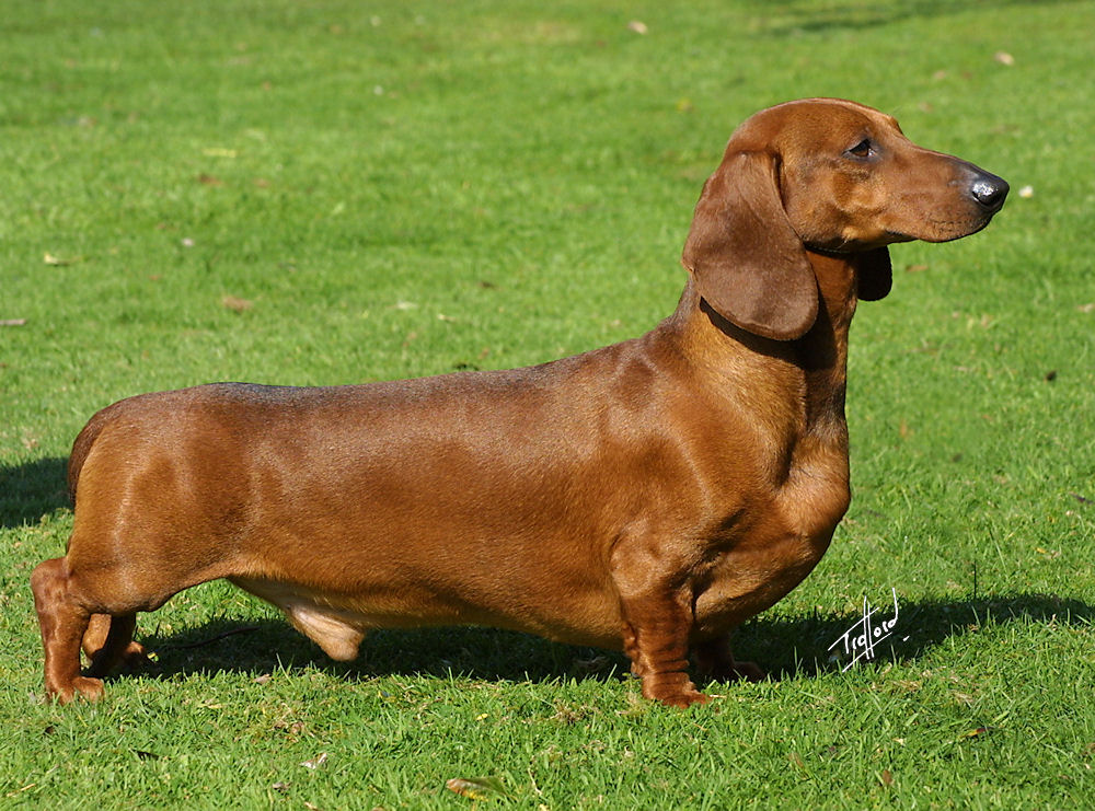 Como Saber Se Meu Dachshund É Puro?