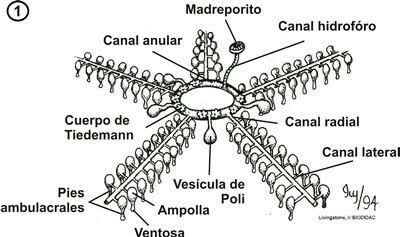 Como é o Esqueleto dos Equinodermos e os Ossos