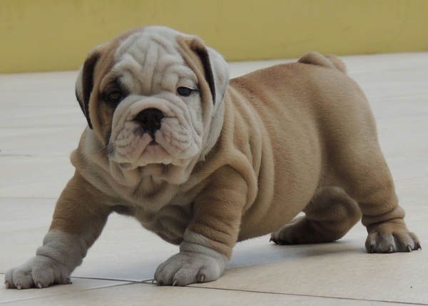 Quanto Custa um Filhote de Buldogue Puro?