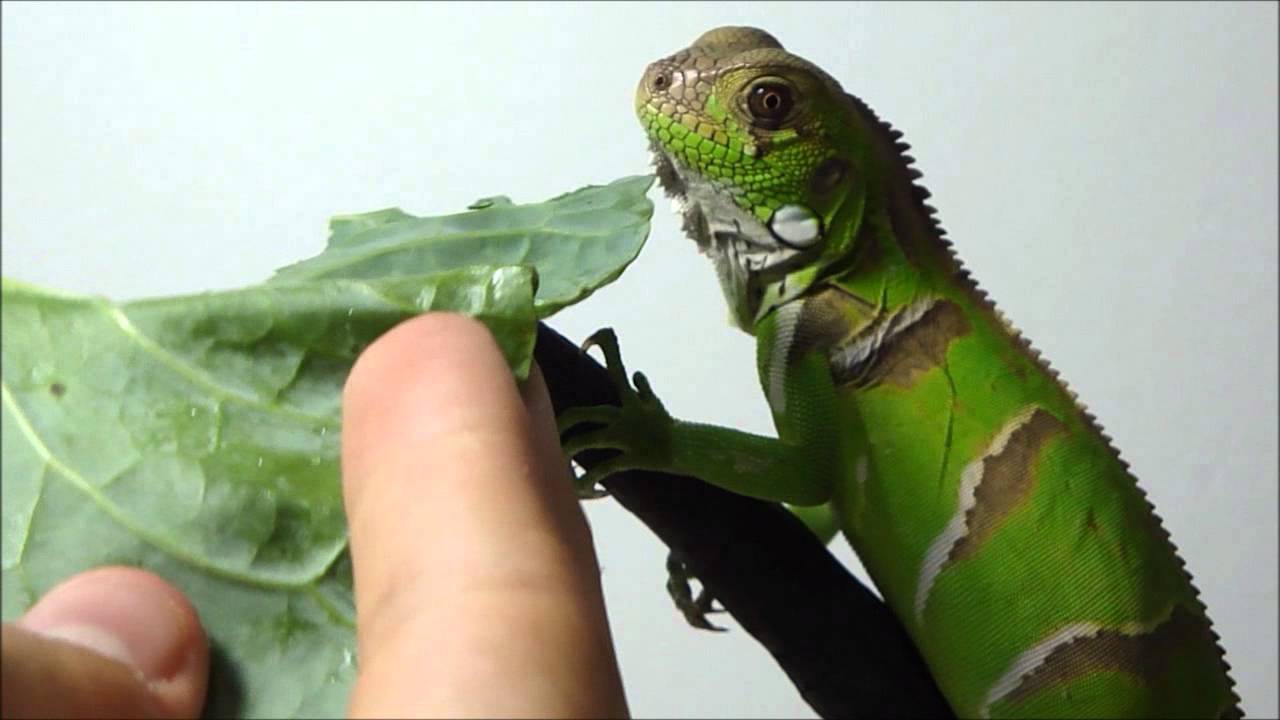 Como Alimentar Filhote de Iguana?