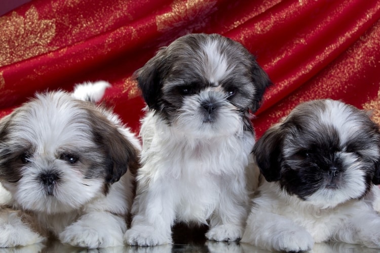 Como Cuidar De Um Shih-Tzu Filhote: Cuidados E Doenças