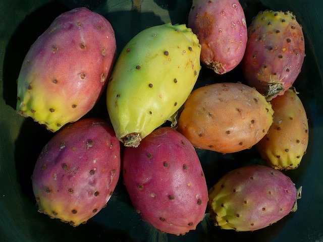 Qual é a Fruta do Cacto? Cactus tem Frutas?