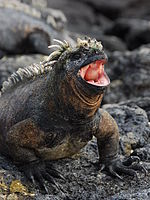 Iguana Marinha: Características, Nome Cientifico e Fotos