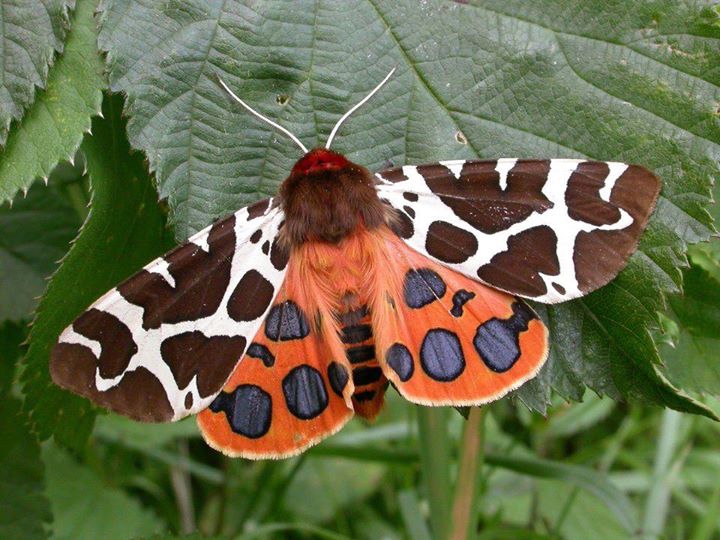 Mariposa: Reino, Filo, Classe, Ordem, Família e Gênero