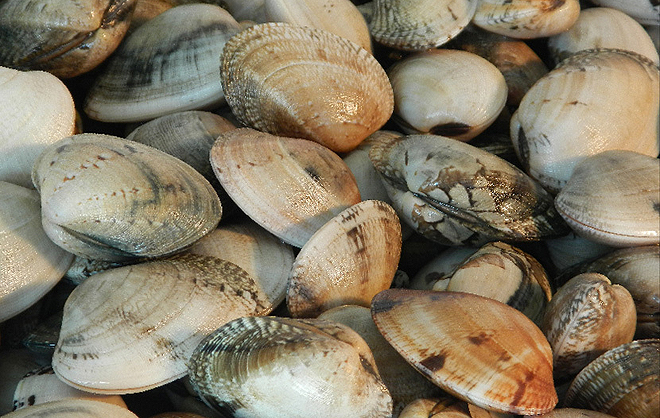 Quais São as Camadas da Concha dos Moluscos Bivalves?