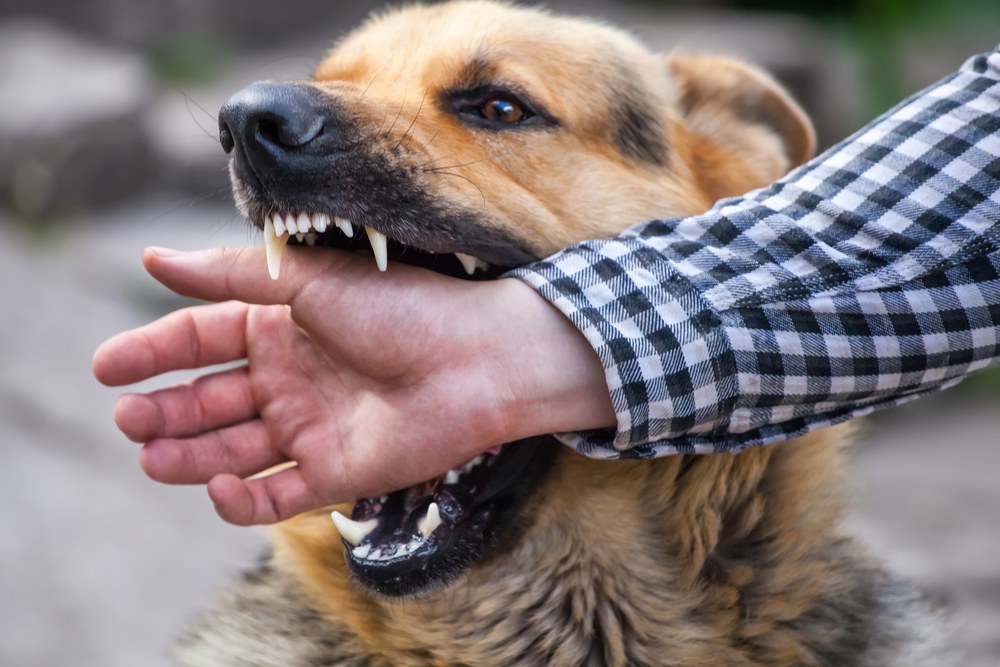 Por Que o Cachorro Morde a Mão do Dono?