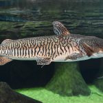 Peixe Cachara