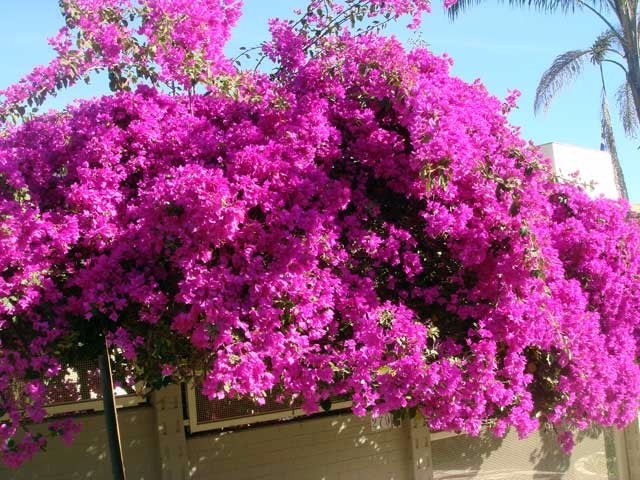 Qual o Tamanho da Raiz da Primavera? Quebra Calçada?
