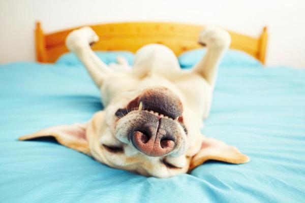Significado das Posições dos Cachorros: Como Entender