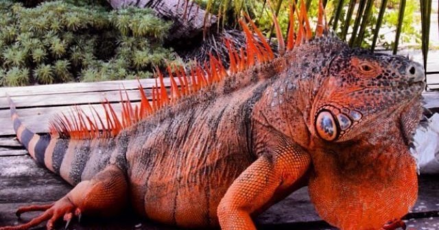 Red Iguana: Características, Nome Científico, Habitat e Fotos