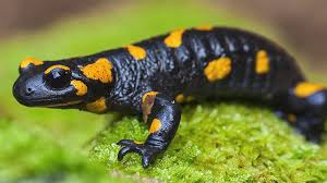 História da Salamandra e Origem do Animal