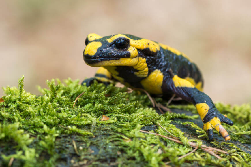 Ciclo de Vida da Salamandra: Quantos Anos Elas Vivem?