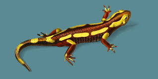 Salamandra: Reino, Filo, Classe, Ordem, Família e Gênero
