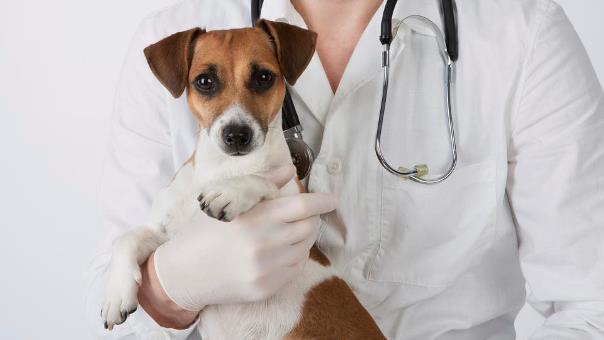 O Que Fazer Para Aumentar as Plaquetas de Um Cachorro?