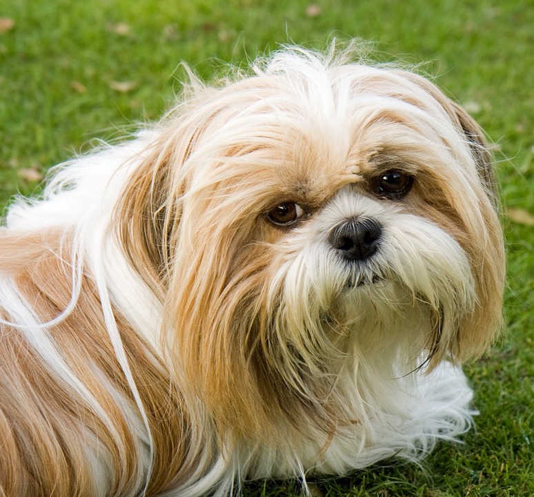 História do Shih-Tzu, Personalidade e Origem da Raça