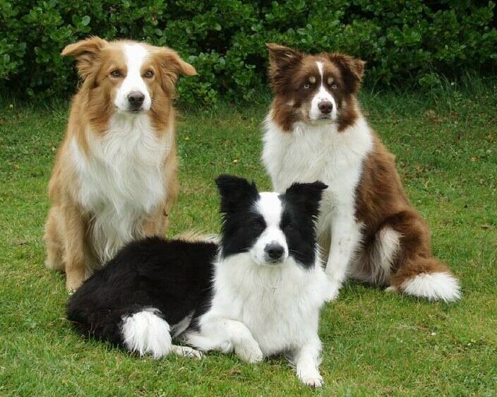 Comportamento do Border Collie, Hábitos e Modo de Vida