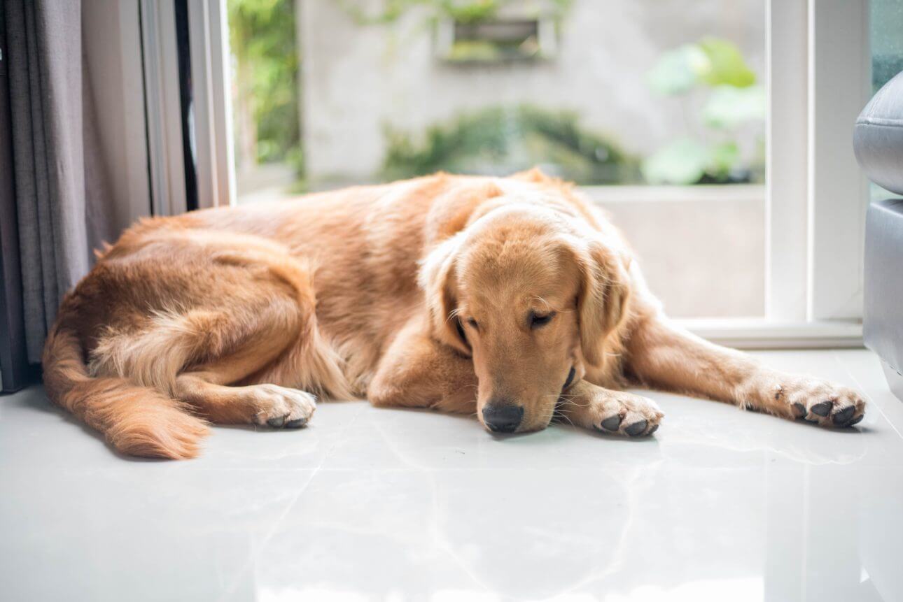 Cachorro Sente Quando o Dono Está Triste?