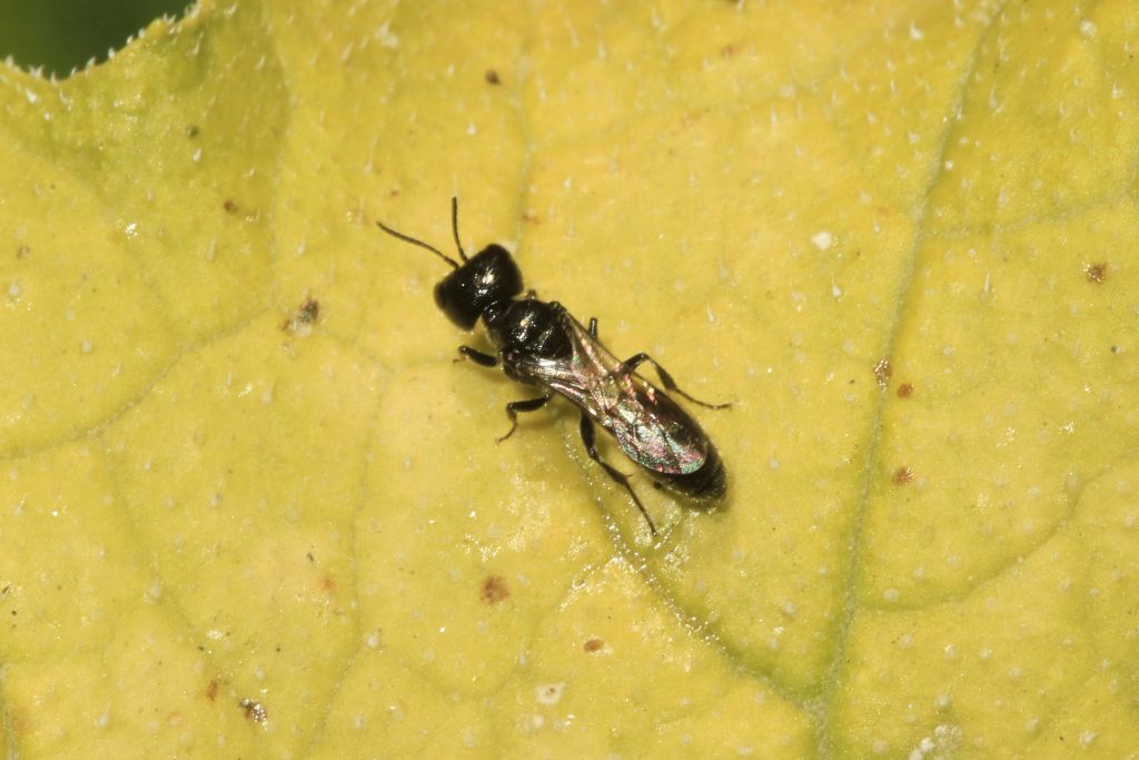 Marimbondo Preto Pequeno: Curiosidade, Habitat e Imagens