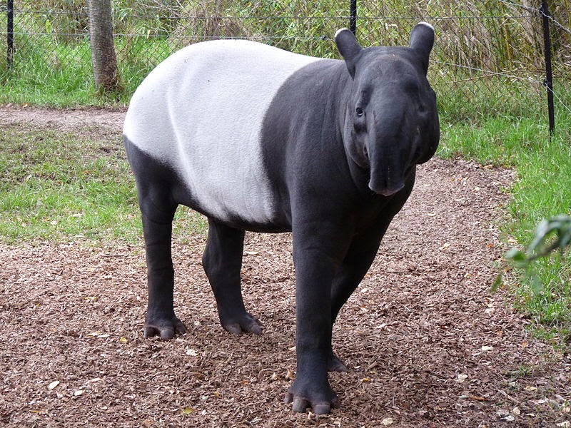 Anta Asiática (Tapirus indicus): O Animal Que Você Não Sabia Que Existia