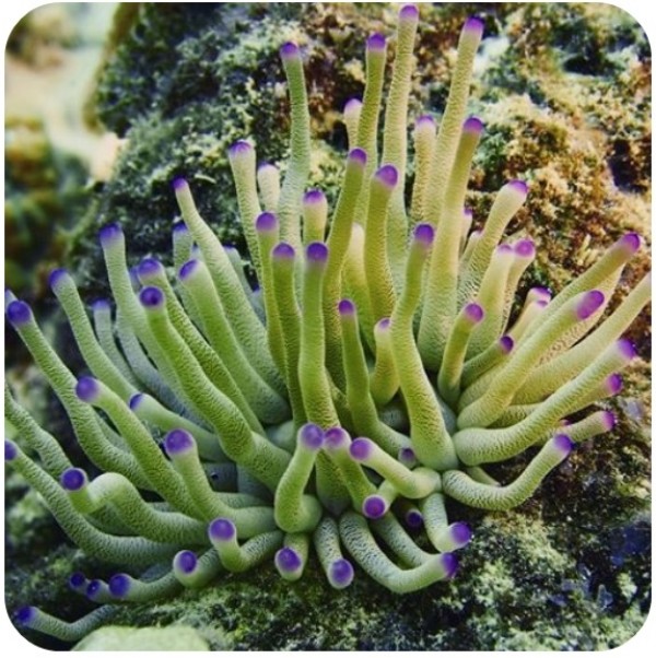 Anêmona Passiflora: Cuidados, Características E Fotos