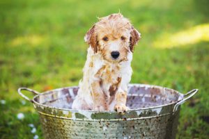 Pode Dar Banho no Cachorro Quando Ele Está Doente?