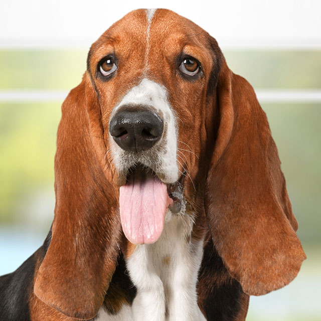Tudo Sobre a Raça Basset Hound: Características e Fotos