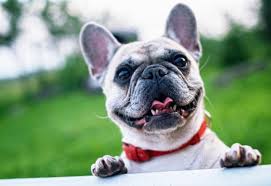 Qual O Peso Ideal De Um Bulldog Adulto E Filhote?