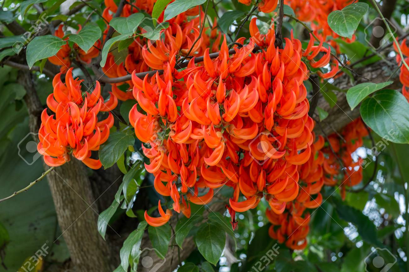 Flores que Começam com a Letra B: 14 Espécies com Nome e Foto