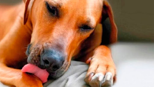 Como Evitar Que Cachorro Lamba E Coce Feridas?